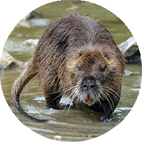 merkmale_nutria